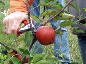 The Fruit of Faith Jn 15_1-6.001