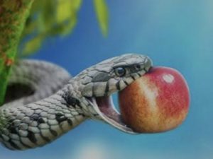 Eve of Destrution.001